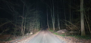 En mörk skogsväg. Foto: Martina Hansen