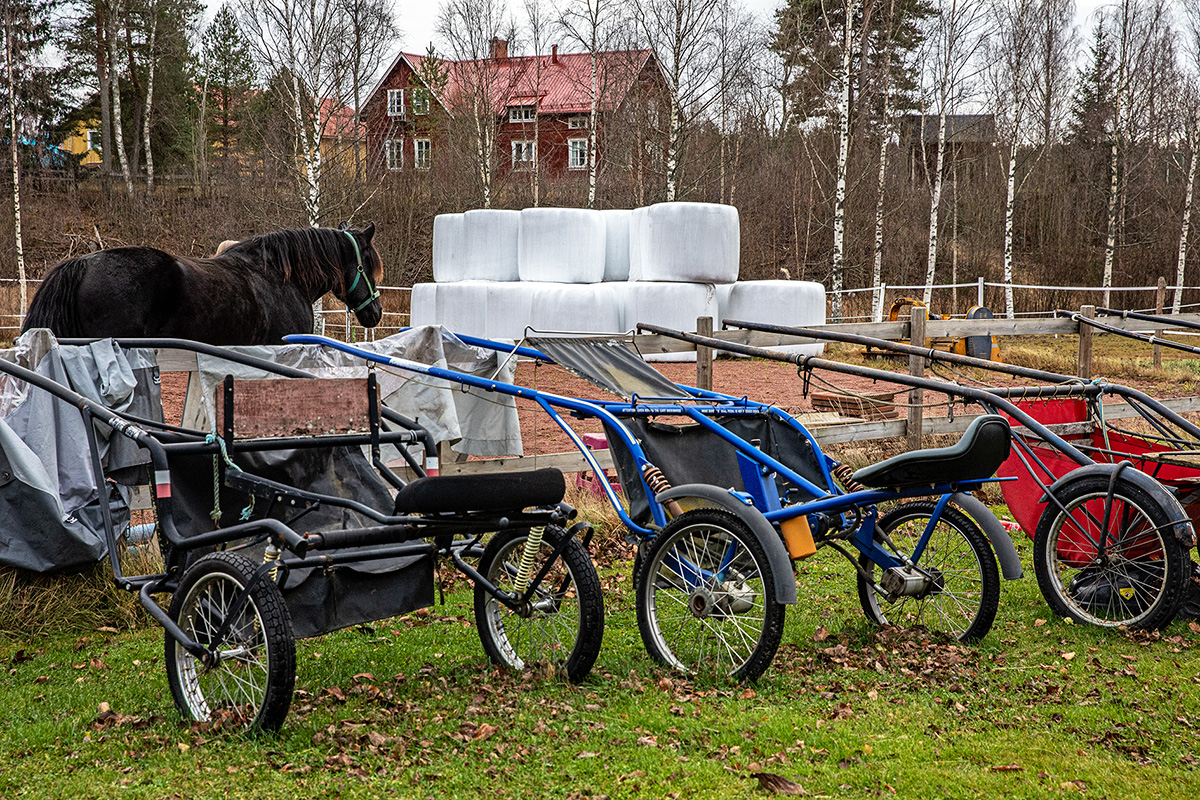 Kärrorna står på rad vid hästhagen för körträning av travhästarna. Foto: Justina Öster